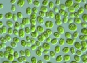 С�������rз�Bֳ�еđ���