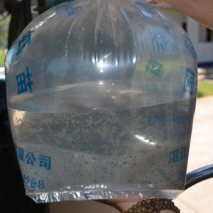 4��Ͷ�硢6�����r��Ҏ��20���^���a2600�տ���@���Bֳ��������ô�����ģ�