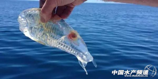 ����Ȧ���h��͸���������~����������һ��ˮ�a(ch��n)��