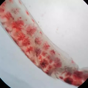 ���r���F���{�w�������{�Ρ��F���ԭ�����