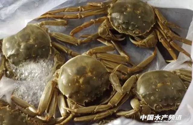 ��з�B(y��ng)ֳ���ӵİl(f��)չ������ܳ��m(x��)���գ�