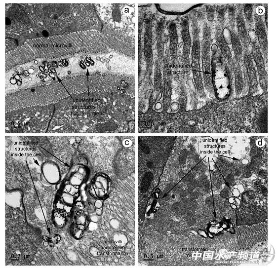���r�ױ�����ൽ����ʲô�������@��
