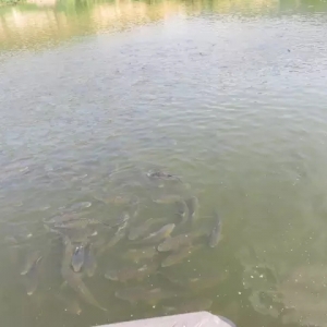 �������~���B���Ͷι���Ĵ��`�^�����M���h