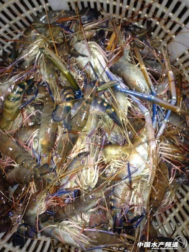 �_�����r�r�ߣ���ԇԇ�@����ģʽ��̝���ˣ�