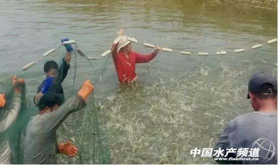 ��׃�B(y��ng)ֳģʽ�������׌��r�B(y��ng)ֳ��������