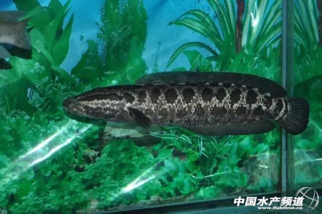 �������ˮ�a�c�齭�����x��ȫ���s����