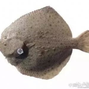 �ϡ��aƷ؟�α��U���Ķ����~�����F���}���M�߿ɫ@�r200-300�����~