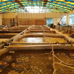 ���S���ӣ��_�����q�r�񷀶�����r���q50%