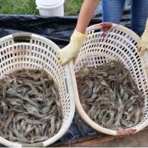 70��ٍ30�f���@λ80��Ҫ���@�Nģʽ������r�B(y��ng)ֳ