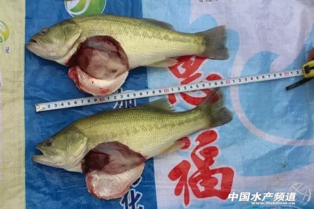 �@�������|�B(y��ng)ֳ���֞���܉�Խ�ώ����ε��^�I��