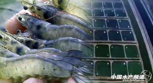 һ��Ԕ�M���xȫ��?q��)��r�B(y��ng)ֳ��������