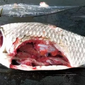 2016�ϰ����K���a�~��Ѫ���l��Ҏ��