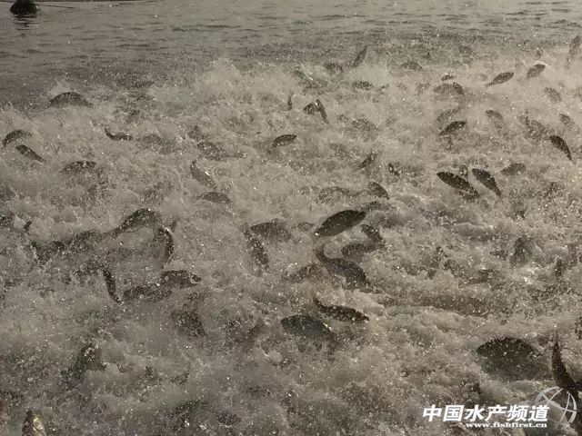 �Bֳ����ȫ��Ͷι�����ϳ������|3931��