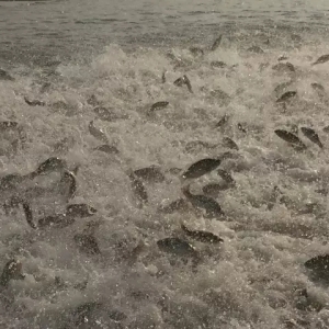 �B(y��ng)ֳ����ȫ��Ͷι�����ϳ������|3931��