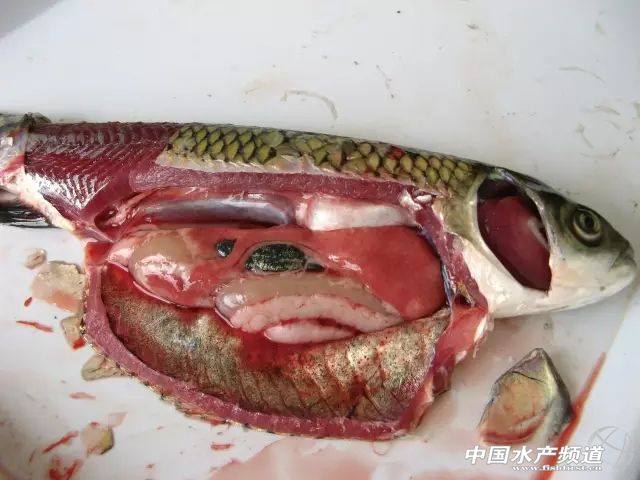 ˮ�a�B(y��ng)ֳ�г�Ҋ��15�N�~�����η���Ԕ��