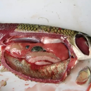 ˮ�a�Bֳ�г�Ҋ��15�N�~�����η���Ԕ��