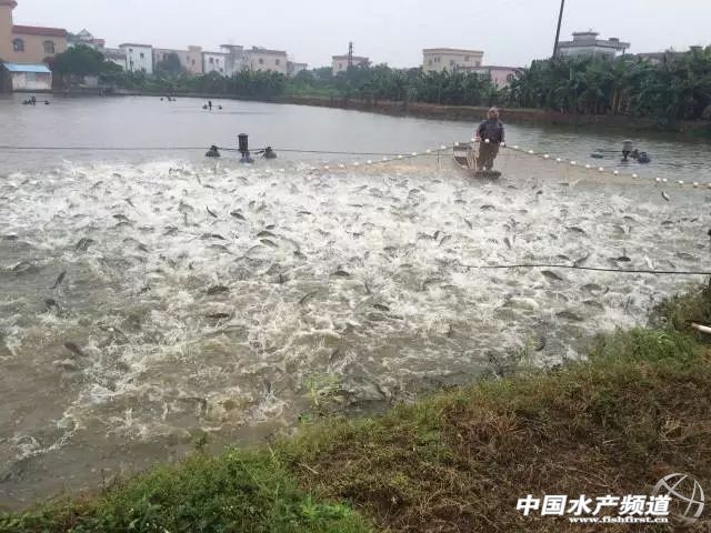 ��һ�����|ȫ������B(y��ng)ֳ�����^���~��ƽ��Ҏ(gu��)��8�ɣ����^1.2��