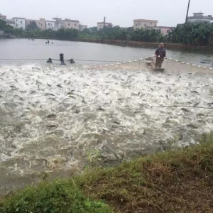 ��һ�����|ȫ������Bֳ�����^���~��ƽ��Ҏ��8�ɣ����^1.2��