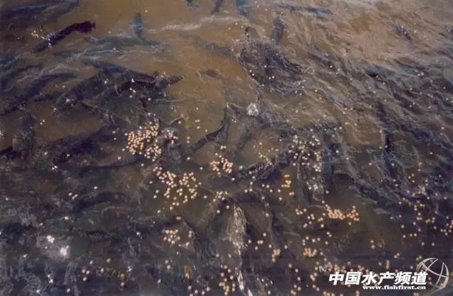 һ������20��͵������޹����~�����ɞ�δ����T�B(y��ng)ֳ��ˮ�~