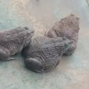 ̩�܏�11Ԫ/�ﵽ�F��2.4Ԫ/��B�ܑ����R�Ʈa����