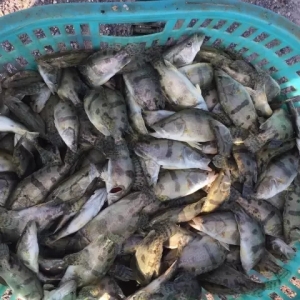 11��17�ՏV�|�V�����K�������ϰ���ɽ�|���~(y��)����(b��o)�r(ji��)