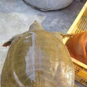 �Bֳ65��ļ��~������_90g�����ЬFţ�ˣ�