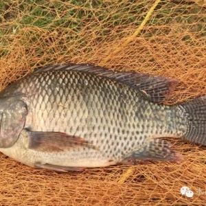 �_���~�r����ԣ�߀���R�����NΣ�C