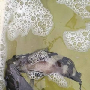 ʯ���~���l׌���Û�˶ǣ�