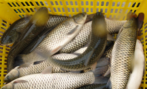 �B(y��ng)ֳ��e�s�p1/3�����~���ͻ���؇���