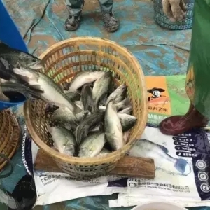 2017������|����Bֳ������@����I�_���ב𼴔ث@580��ӆ����