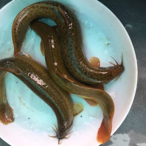 �_�����q������m�������N�|�˻�����T�� �� 2017ُ�Nָ��