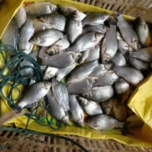 ��ȥ��ӯ���̼����a�~Ͷ�����࣬�N�r(ji��)�w�q