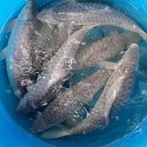 ����r�~�ʡ��������ˡ����Ѓrÿ�����ǧԪ