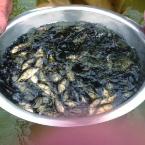 �����������BʲôƷ�N�ã������@���cԭ�����