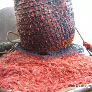 ���ô󲶓����~�䱩�������u3���ԁ�(l��i)��̓r(ji��)�����O�r���������(hu��)���ӣ�