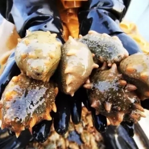 �����q�r�ݲ��ɓ�����Ҏ�񺣅����Ј������G�G��