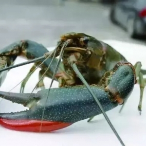 ����(sh��)�õİ��޵�ˮ���r�����B(y��ng)ֳ����