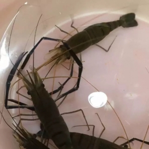 �ذ���230Ԫ/β�����]�״θ߃r(ji��)���M(j��n)�����_�����r�N�r��������Z�̓r(ji��)�u��߃r(ji��)���r������ ...