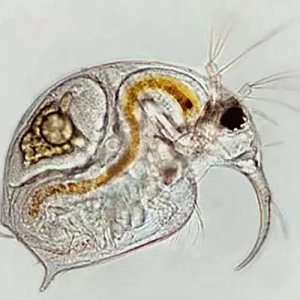 �紺з����ӱ��l(f��)��ˮ��ˮ����ô�k�����x�k���󼯺���