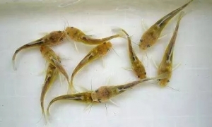 �S��~�Bֳ���������Sʽ���L���r����m��ͦ