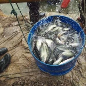 �����|���a(ch��n)�^�f������������40�f��혵��B(y��ng)ֳ�������z��ʲô��