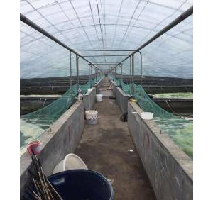 ��ϲ���ˮ�����S���B(y��ng)�r�����ж���Ҫ?�B(y��ng)ֳ�_(d��)�˟o���{(di��o)ˮ����Ȼ�D(zhu��n)ȫ�컯�ϣ�