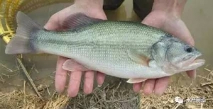 ���鷀(w��n)���Нq�������|�B(y��ng)ֳ��������20%��2017ُ�Nָ��