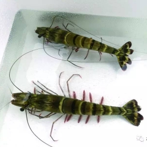 ���a�ٶȿ졢�������������Ј��������εİ߹����r�Bֳ���gȫ��λ���x��