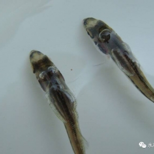 �@ЩƷ�N�Bֳ��ᣬ��������Щ�������@����һ�݌��ٷ����փԣ�