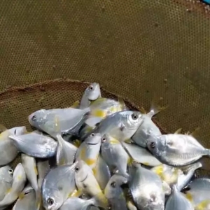 ���K�~������vʷ��ͣ�С��l�FС���x��������߶Ⱦ��裡