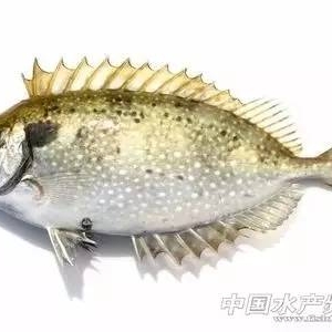 �����Bֳ�����ڏV��������܊ͻ�𣡵����Bֳ�в��ܺ������@Щ����