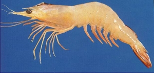 �^�߹����r֮�����㽶�r���@�����r���z����Ʒ�N�����_ʼ���˽o������