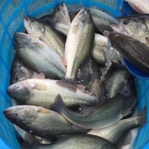 2017��6��14�ռ����|�~�r���������Ĵ����a�^�����r����ȫ���ϝq��