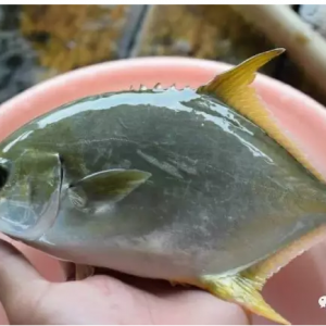 Խ�����K�~�r(ji��)��ߣ��B(y��ng)ֳ��sٍ�����X��ԭ���Ǻ�ҕ���@Щ�P(gu��n)�I����